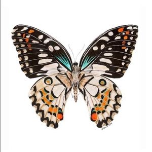 Meet your Posher, Carolina